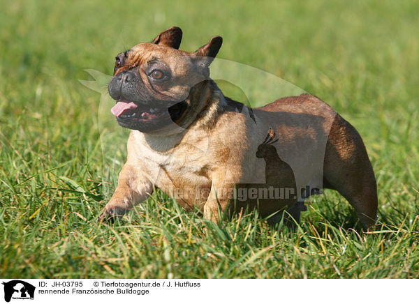 rennende Franz�sische Bulldogge / JH-03795