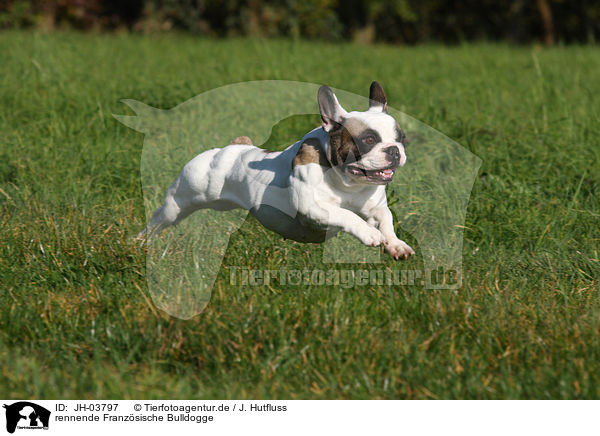 rennende Franzsische Bulldogge / JH-03797