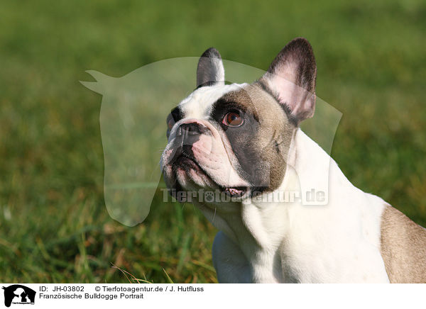 Franzsische Bulldogge Portrait / JH-03802