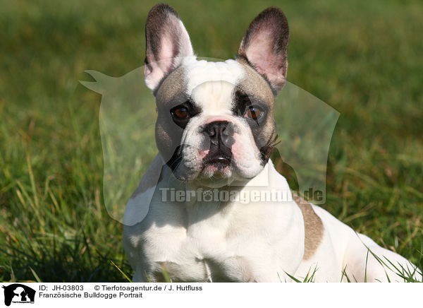 Franzsische Bulldogge Portrait / JH-03803