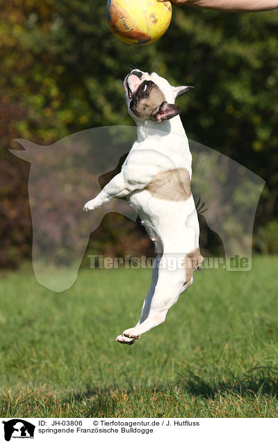 springende Franzsische Bulldogge / JH-03806