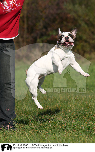 springende Franzsische Bulldogge / JH-03808