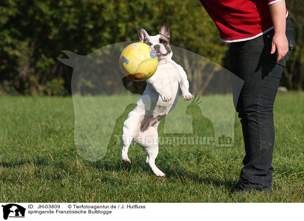 springende Franzsische Bulldogge / JH-03809