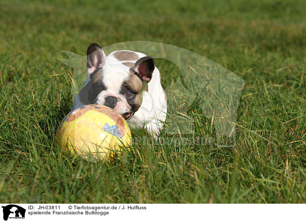 spielende Franzsische Bulldogge / JH-03811