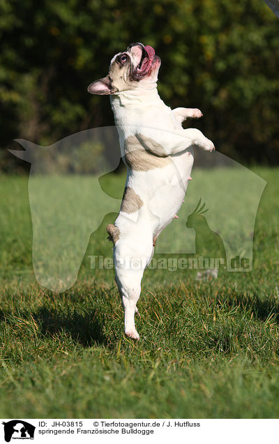 springende Franzsische Bulldogge / JH-03815