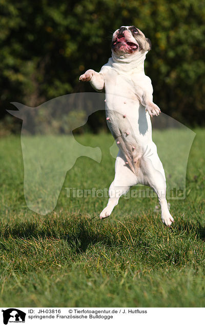 springende Franzsische Bulldogge / JH-03816