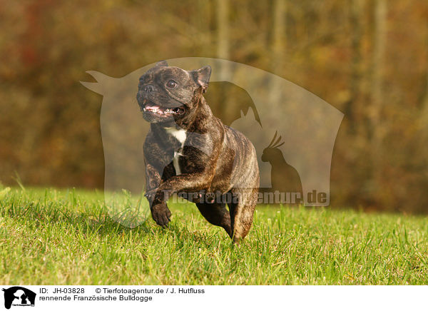 rennende Franzsische Bulldogge / running french bulldog / JH-03828