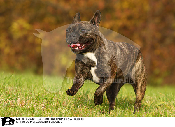 rennende Franzsische Bulldogge / running french bulldog / JH-03829