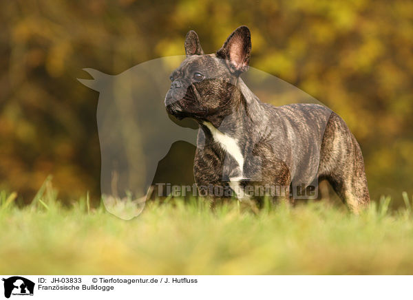 Franzsische Bulldogge / french bulldog / JH-03833