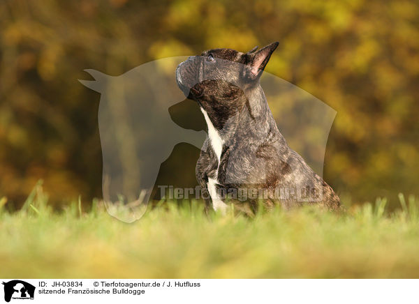 sitzende Franzsische Bulldogge / sitting french bulldog / JH-03834