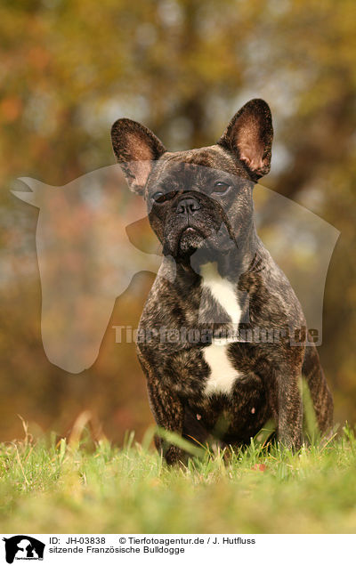 sitzende Franzsische Bulldogge / sitting french bulldog / JH-03838