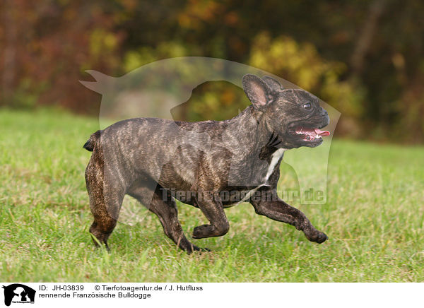 rennende Franzsische Bulldogge / running french bulldog / JH-03839