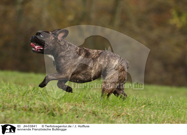 rennende Franzsische Bulldogge / running french bulldog / JH-03841