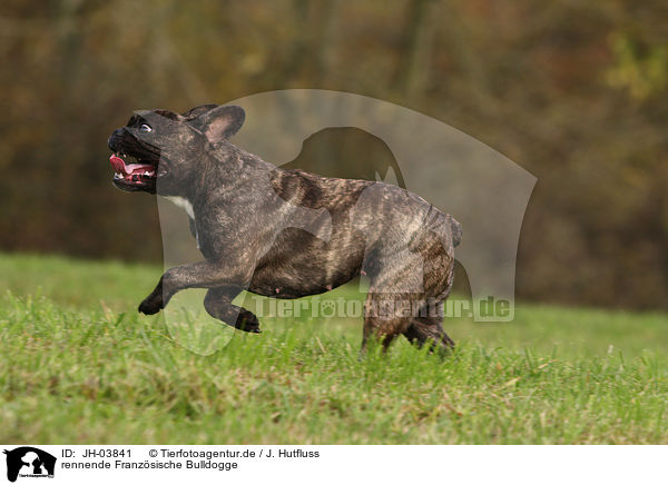 rennende Franzsische Bulldogge / JH-03841
