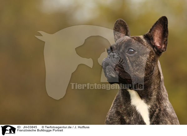 Franzsische Bulldogge Portrait / french bulldog portrait / JH-03845