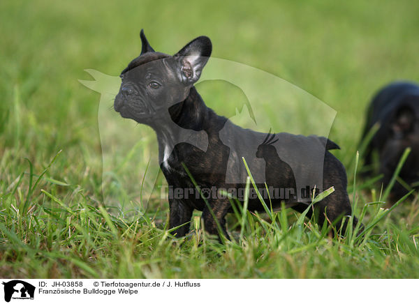 Franzsische Bulldogge Welpe / Franzsische Bulldogge puppy / JH-03858