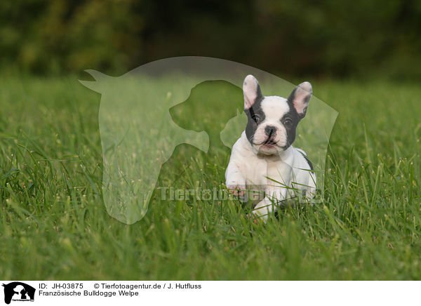Franzsische Bulldogge Welpe / JH-03875