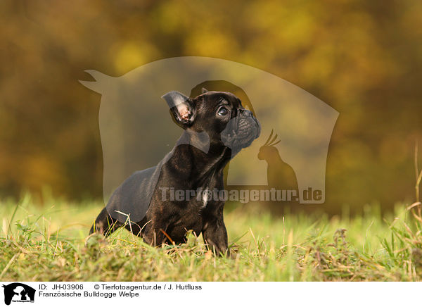 Franzsische Bulldogge Welpe / Franzsische Bulldogge puppy / JH-03906