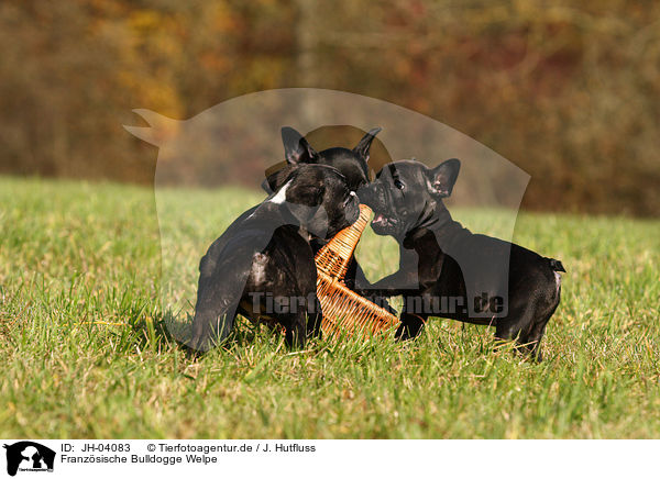 Franzsische Bulldogge Welpe / JH-04083