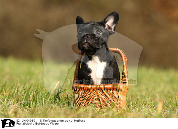 Franz�sische Bulldogge Welpe / JH-04089