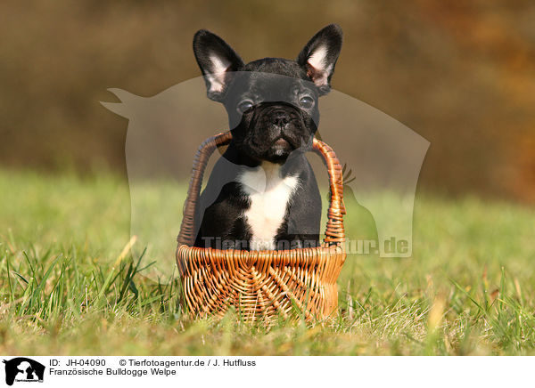 Franz�sische Bulldogge Welpe / JH-04090