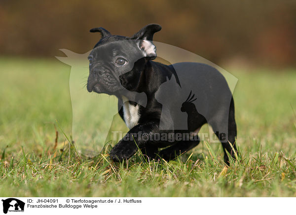 Franz�sische Bulldogge Welpe / JH-04091