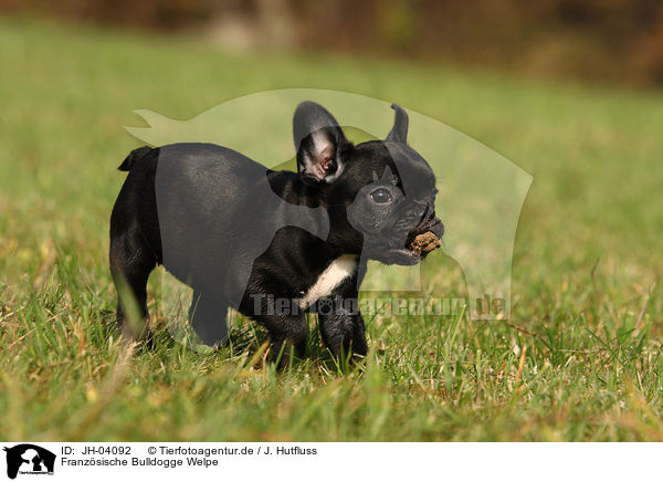 Franzsische Bulldogge Welpe / JH-04092