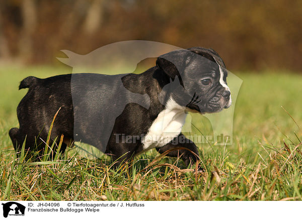 Franzsische Bulldogge Welpe / JH-04096