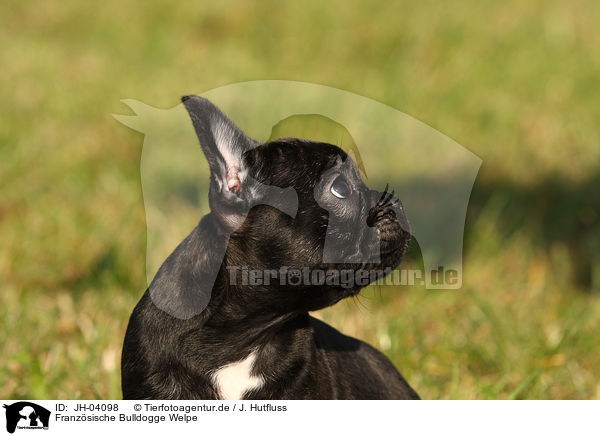 Franz�sische Bulldogge Welpe / JH-04098