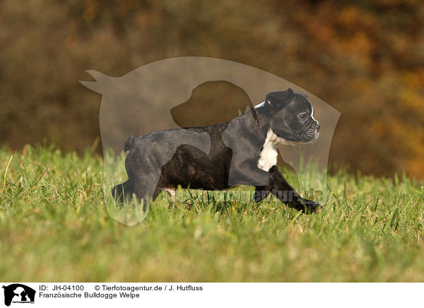 Franzsische Bulldogge Welpe / JH-04100