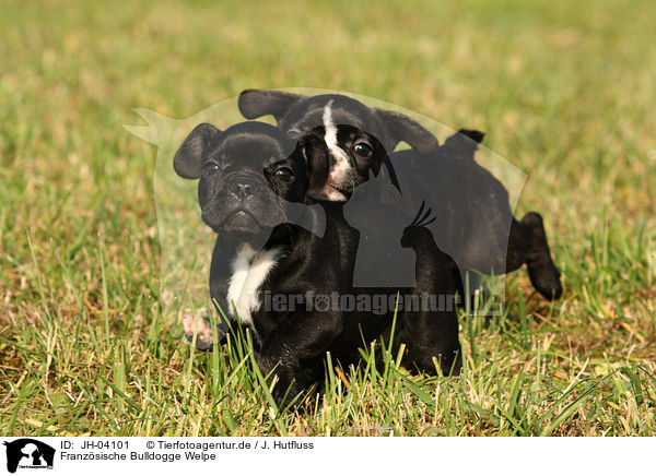 Franzsische Bulldogge Welpe / JH-04101