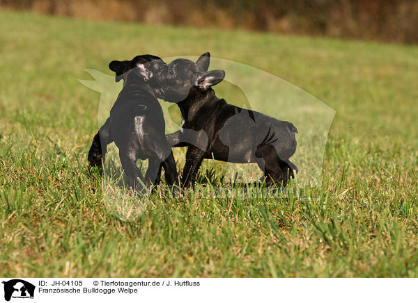 Franzsische Bulldogge Welpe / JH-04105