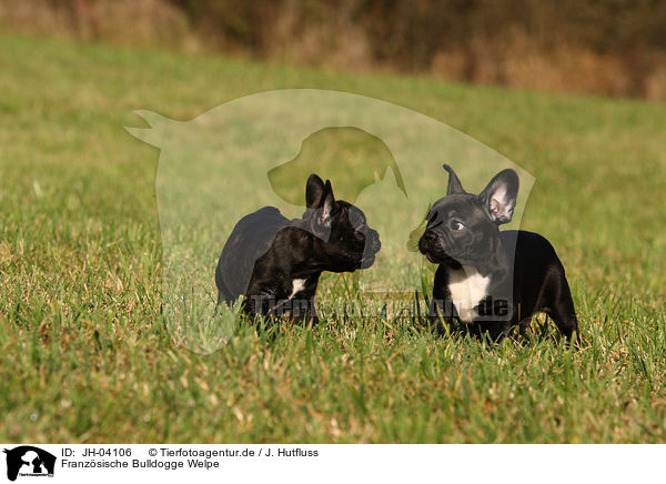 Franz�sische Bulldogge Welpe / JH-04106