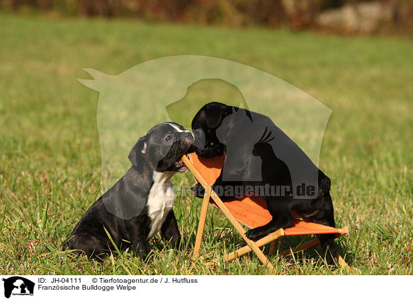 Franzsische Bulldogge Welpe / french bulldog puppy / JH-04111