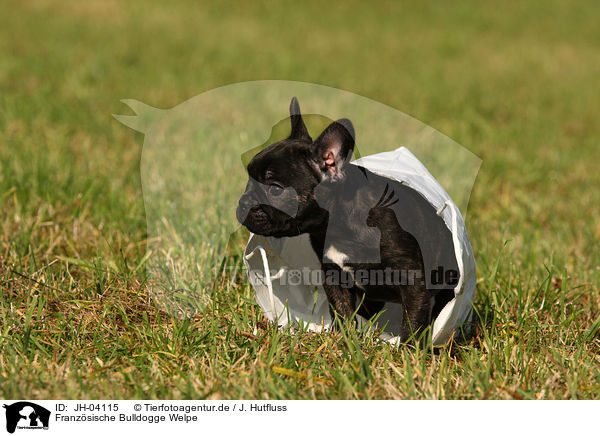 Franzsische Bulldogge Welpe / JH-04115