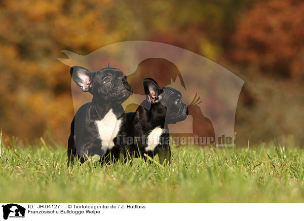 Franzsische Bulldogge Welpe / JH-04127