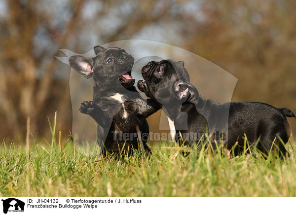 Franzsische Bulldogge Welpe / JH-04132