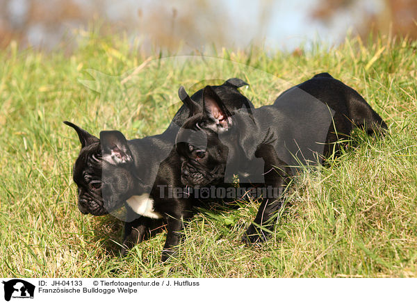 Franzsische Bulldogge Welpe / JH-04133