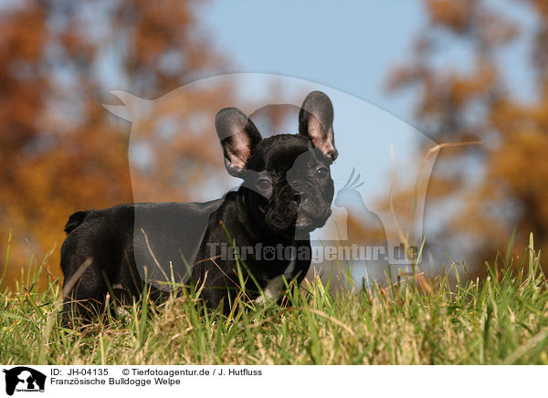 Franzsische Bulldogge Welpe / JH-04135
