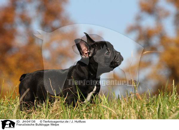 Franzsische Bulldogge Welpe / JH-04136