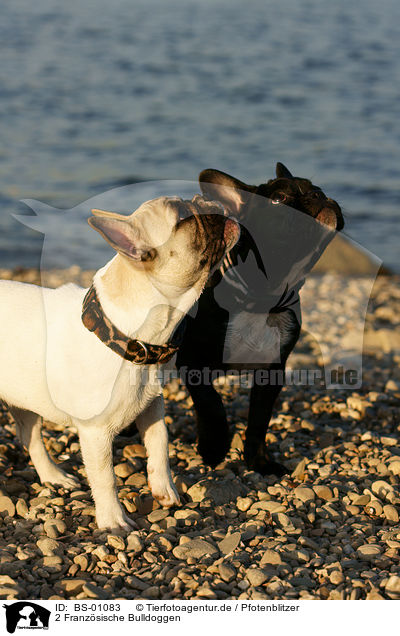 2 Franzsische Bulldoggen / 2 French Bullys / BS-01083