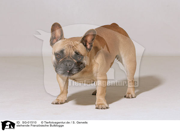 stehende Franzsische Bulldogge / SG-01510