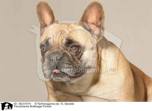 Franzsische Bulldogge Portrait / SG-01514
