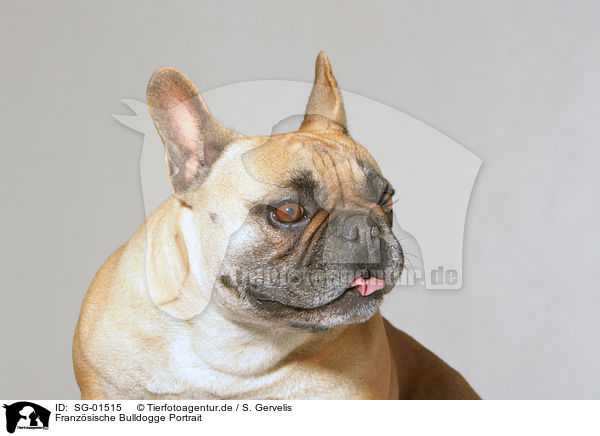 Franzsische Bulldogge Portrait / SG-01515