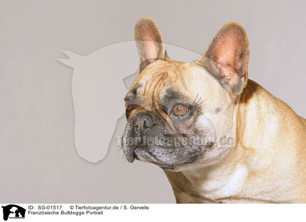 Franzsische Bulldogge Portrait / French Bulldog portrait / SG-01517