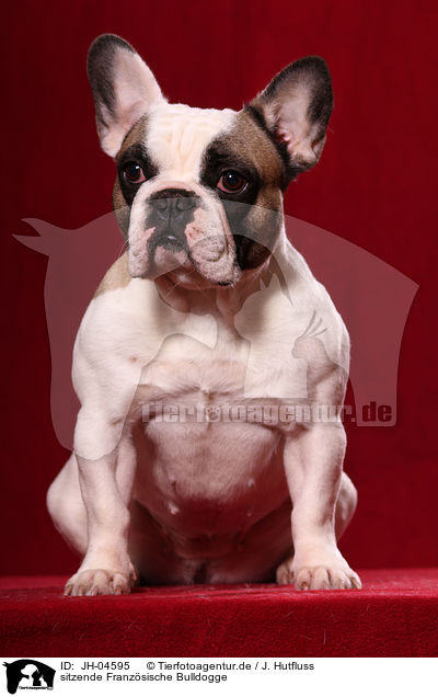 sitzende Franzsische Bulldogge / JH-04595