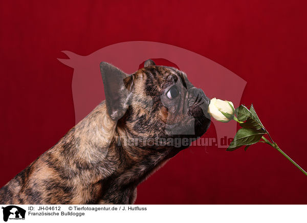 Franzsische Bulldogge / French Bulldog / JH-04612
