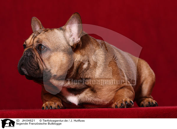 liegende Franzsische Bulldogge / JH-04621