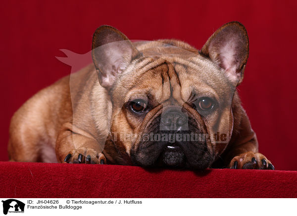 Franzsische Bulldogge / French Bulldog / JH-04626