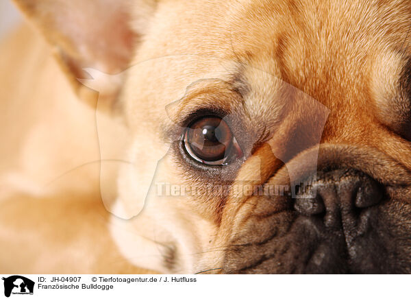 Franz�sische Bulldogge / french bulldog / JH-04907